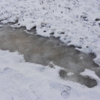 Причуды января :: Елена Шаламова