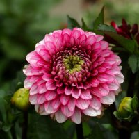 После дождя :: Юрий. Шмаков