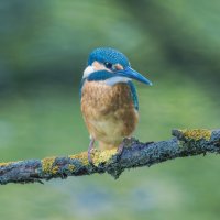 зимородок. :: юрий макаров зимородок. :: юрий макаров