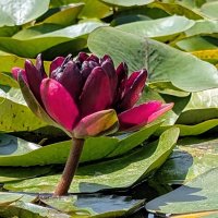 *** :: Хэлен ***