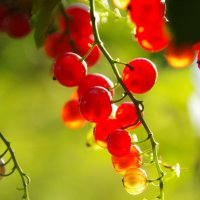 Смородина созрела :: Сергей Швечков