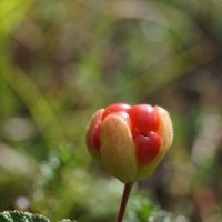 Морошка :: Сергей Швечков