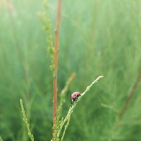 * :: Оксана Н.