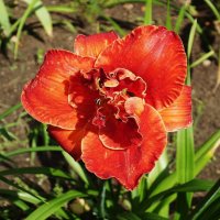 Лилейник :: Рита Симонова