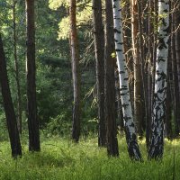 Две  берёзки :: Геннадий Супрун