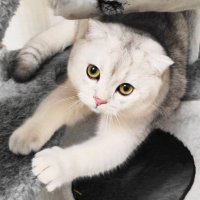 Лукас в норе. :: Александр Владимирович Никитенко Лукас в норе. :: Александр Владимирович Никитенко