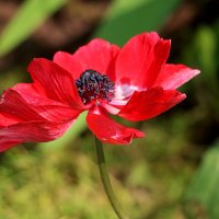 Анемона красная :: Светлана 