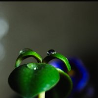 Дружба :: Галина 