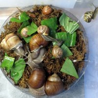 Из жизни улиток :: Ирина Олехнович