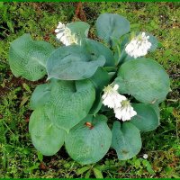 Белая хоста в саду. :: Ольга Довженко