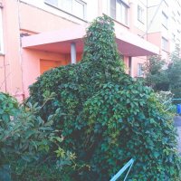 Лето наползает. :: Игорь Солдаткин