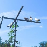 Собрание на голубиной жёрдочке. :: Игорь Солдаткин