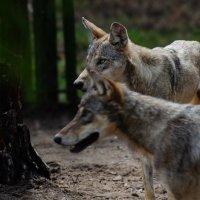 Волчий взгляд :: Sergey 