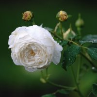 *** :: Иван Литвинов