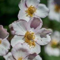 Анемона Японская :: Александр Леонов Анемона Японская :: Александр Леонов