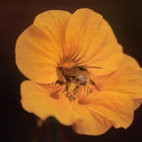 * :: Svetlana Galvez