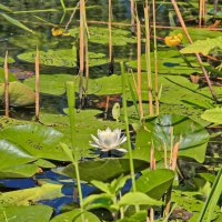 Кувшинки :: Андрей K.