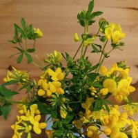 Цветы подарок лета. :: Лилия * Цветы подарок лета. :: Лилия *