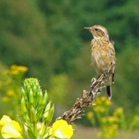 чекан луговой :: gawrilа - dan