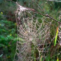 Кружево паука :: Андрей Снегерёв