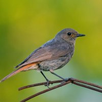 ****** :: Виталий Емельянов