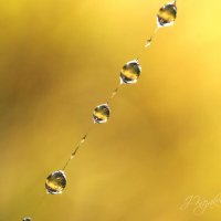 *** :: Елена Kазак (selena1965) *** :: Елена Kазак (selena1965)