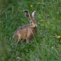 Длинноухий заяц :: Светлана Григорьева