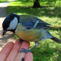 Синица :: Сапсан 