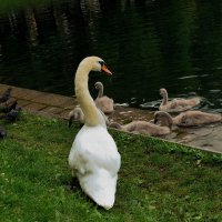 Сторожит пятерых и наблюдает за шестым. :: Татьяна Помогалова