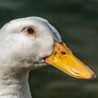 Птичьи портреты: просто красавица. :: Игорь Викторов