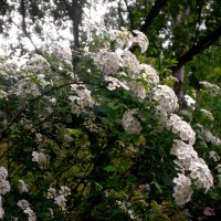 Весна в городе :: Роман Савоцкий