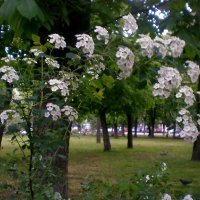 Весна в городе :: Роман Савоцкий