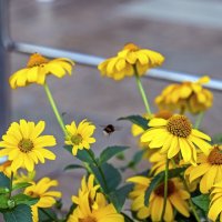 Цветы у дома моего :: Валерий Иванович