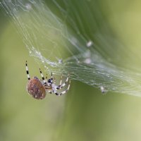 паук. :: юрий макаров