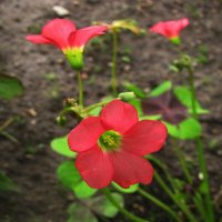 Кислица цветёт :: Людмила Смородинская