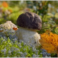 Осенний :: Aleksandr Gal