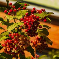 Зреет калина. :: Петр Беляков Зреет калина. :: Петр Беляков