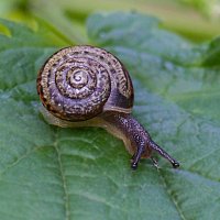 На  листике :: Андрей Пристяжнюк