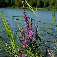 *** :: Александр 