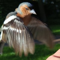 Зяблик :: Сапсан 