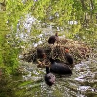 Лысухи :: Сапсан 