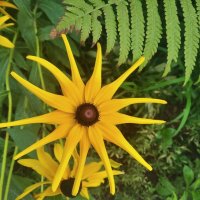 Звездочка лета :: Елена Семигина Звездочка лета :: Елена Семигина