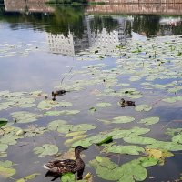 Утята :: Мария Гуськова