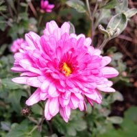 Предвестница осени - хризантема :: Наталья Абрамова