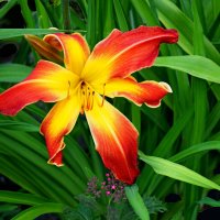 Почти лилия :: Евгений 