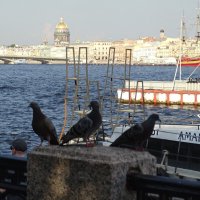 Голубям комфортно в городе! :: Anna-Sabina Anna-Sabina