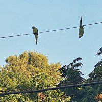 Попугаи :: Аркадий Басович