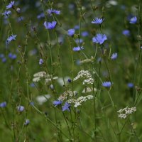 Разнотравье средней полосы.. :: Алекс Б-в