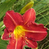 Лилейник :: Freddy 97 Лилейник :: Freddy 97