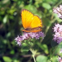 ** :: Зоя Мишина